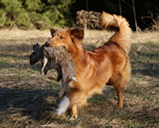 toller-ruede-jagd